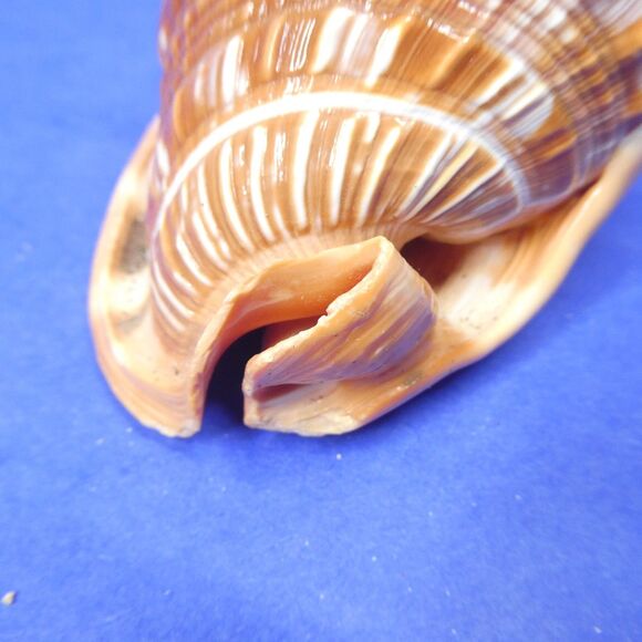 Cassis Cypraecassis Rufa African Bullmouth Helmet Conch Shell Seashell 4" 269g - Picture 5 of 11